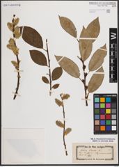 Foto von Salix caprea L.